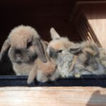 Hasenmama mit ihren Babys