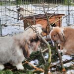 Artgerechte Ernährung für Kaninchen, frische Apfelzweige