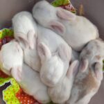 K Wurf Miniwidder Zwergwidder Minilops vom Kirschbaum typvolle Hasenbabys