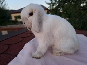 Imani Zuhause gesucht